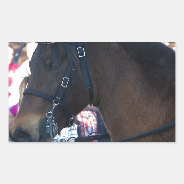 Pegatina Rectangular Caballo árabe marrón oscuro con gafas (Anverso)