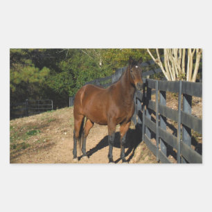 Pegatina Rectangular Caballo marrón contra una valla