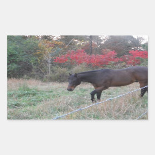 Pegatina Rectangular Caballo marrón en los árboles de otoño rojos