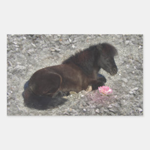 Pegatina Rectangular caballo pony shetty animal minicaballo