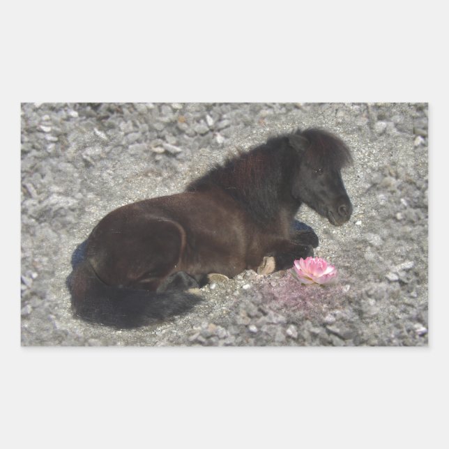 Pegatina Rectangular caballo pony shetty animal minicaballo (Anverso)