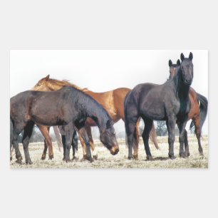 PEGATINA RECTANGULAR CABALLOS
