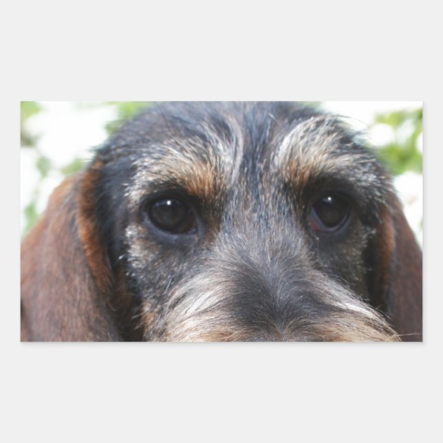 Pegatina Rectangular Cable en miniatura Haired Dachshund (Anverso)
