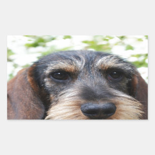 Pegatina Rectangular Cable en miniatura Haired Dachshund
