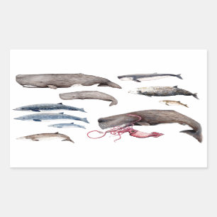 Pegatina Rectangular Cachalote y zifios: Ballenas de las profundidades
