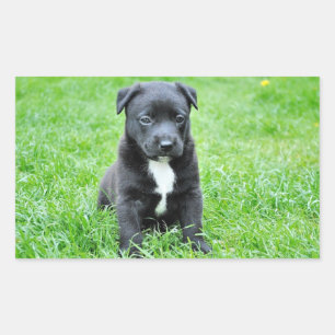 Pegatina Rectangular Cachorro