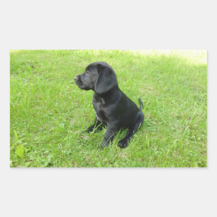 Pegatina Rectangular Cachorro negro de Labrador Retriever