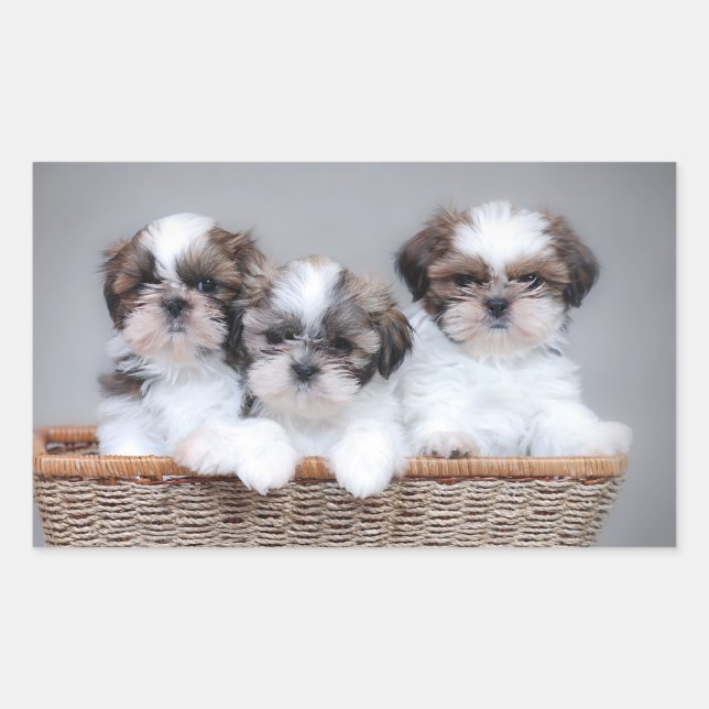 Pegatina Rectangular Cachorros de Shih Tzu (Anverso)