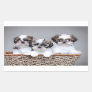 Pegatina Rectangular Cachorros de Shih Tzu