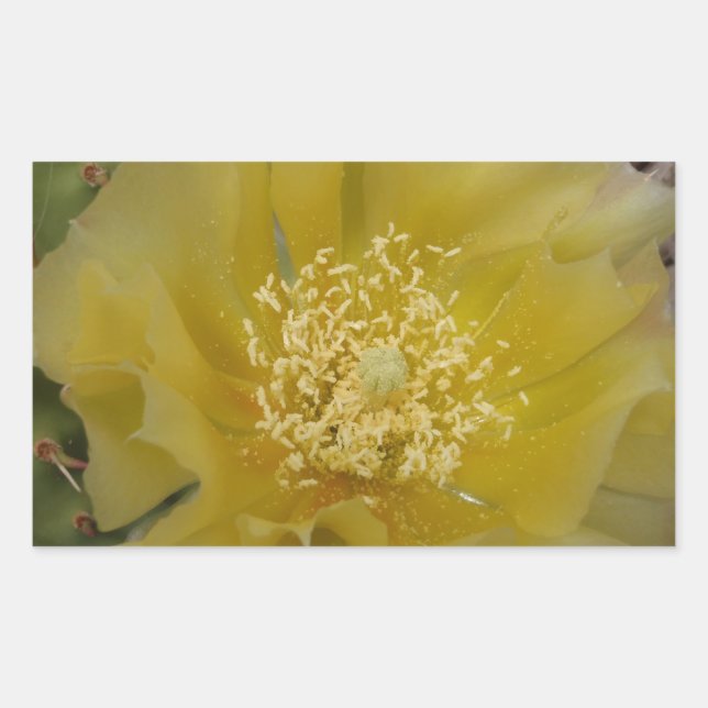 Pegatina Rectangular Cactus Amarillo en Flor (Anverso)