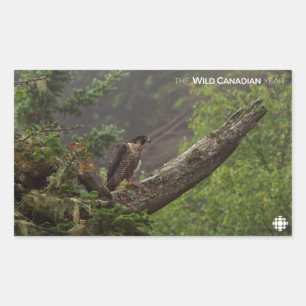 Pegatina Rectangular Cae - Halcón Peregrino