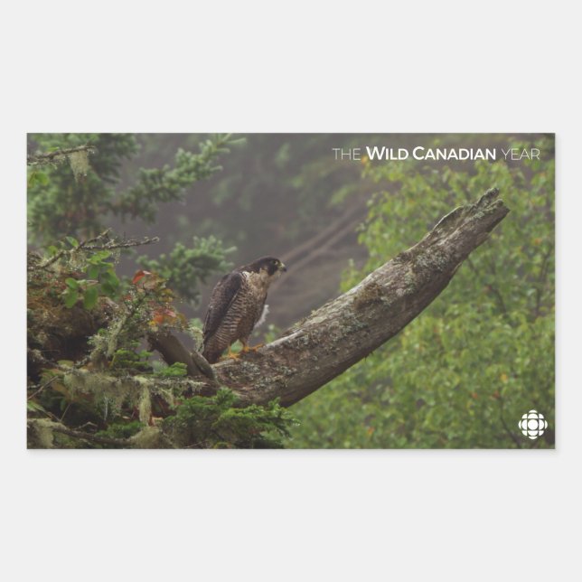 Pegatina Rectangular Cae - Halcón Peregrino (Anverso)