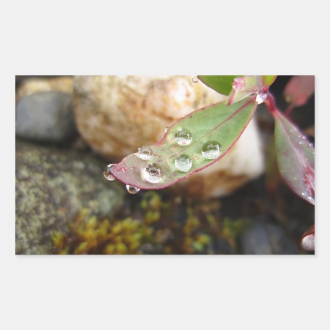 Pegatina Rectangular Caídas de lluvia en hojas (Anverso)