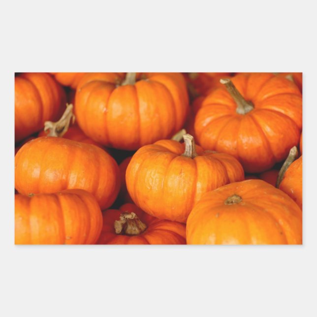 Pegatina Rectangular Calabazas (Anverso)