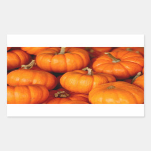 Pegatina Rectangular Calabazas