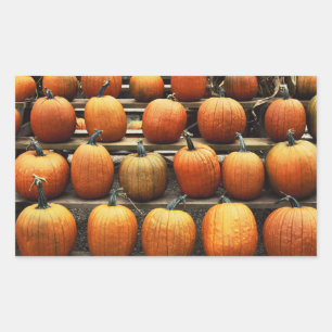 Pegatina Rectangular Calabazas de otoño