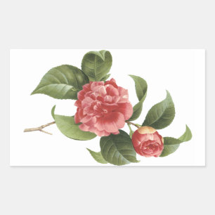 Pegatina Rectangular camellia común (Camellia japonica) de Redouté