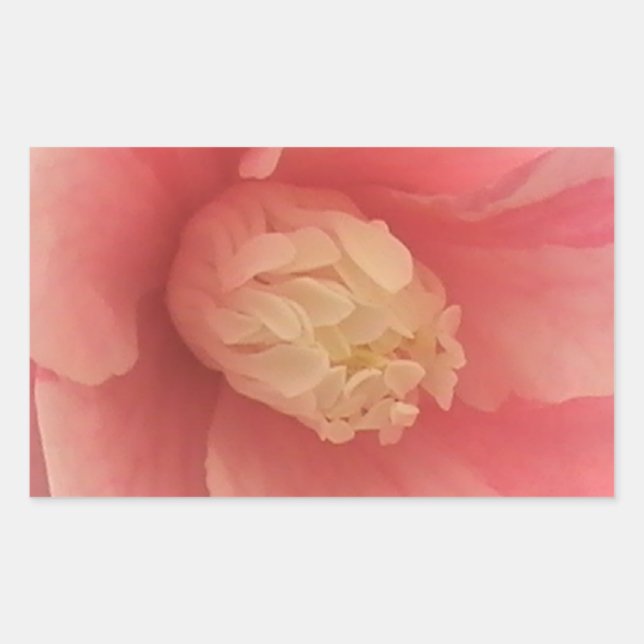 Pegatina Rectangular Camellia rosa (Anverso)