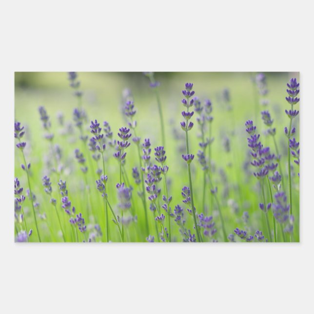 Pegatina Rectangular campo de flores de lavanda vegetal naturaleza deta (Anverso)