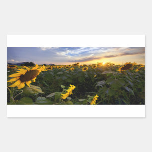 Pegatina Rectangular Campo de girasoles florecientes