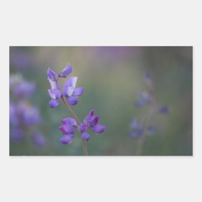 Pegatina Rectangular Campo de Lupine (Anverso)