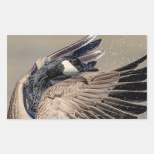 Pegatina Rectangular Canada Goose