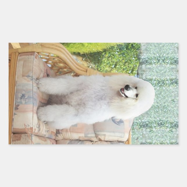 Pegatina Rectangular Caniche estándar blanco (Anverso)