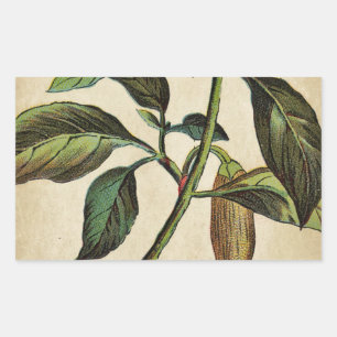 Pegatina Rectangular Capsicum Annuum Bell Pepper