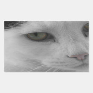 Pegatina Rectangular Cara de gatos negros y blancos