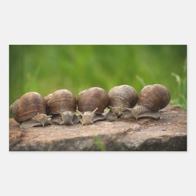 Pegatina Rectangular Caracoles, conchas, animales (Anverso)