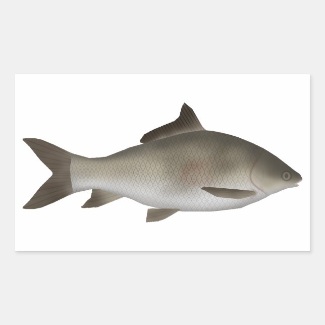 Pegatina Rectangular Carpa de la península de labio anquilosado (Anverso)