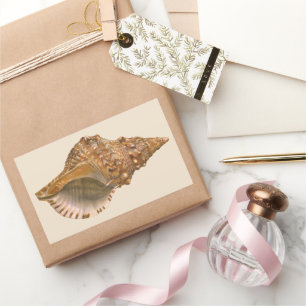 Pegatina Rectangular Cáscara de concha de tritón vintage, animal marino