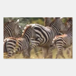 Pegatina Rectangular Cebras en movimiento: Un viaje de mil millas