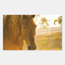 Cercanía de Caballo Marrón