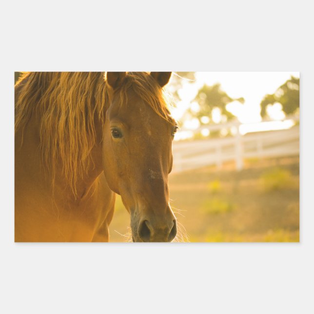 Pegatina Rectangular Cercanía de Caballo Marrón (Anverso)