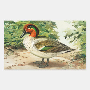 Pegatina Rectangular Cerceta aliverde