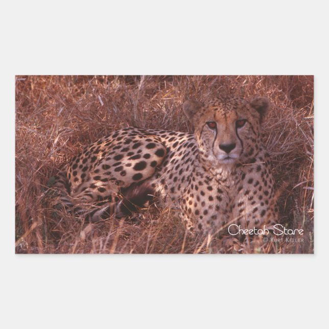 Pegatina Rectangular Cheetah Stare (Anverso)
