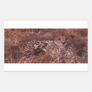 Pegatina Rectangular Cheetah Stare