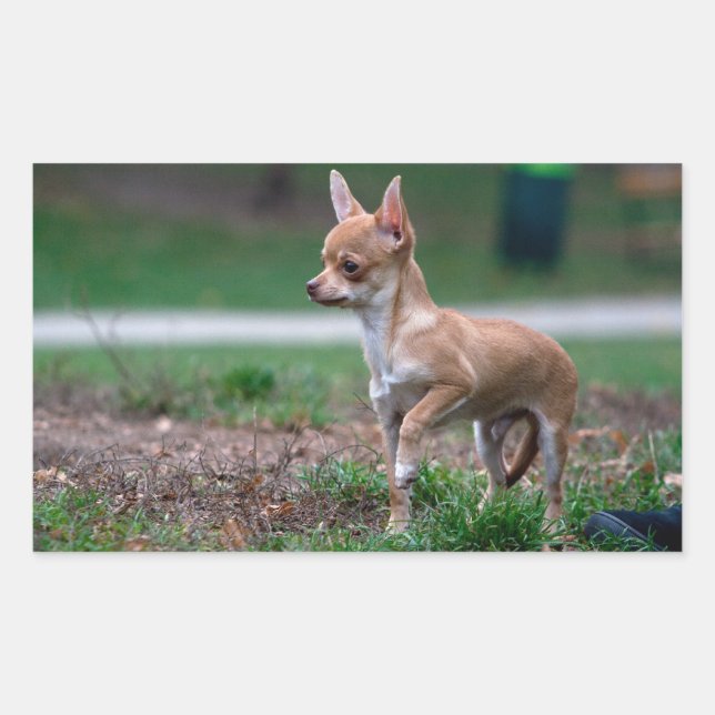 Pegatina Rectangular Chihuahua Puppy (Anverso)