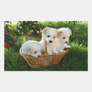 Pegatina Rectangular Chiots, Coton de Tulear, cachorros