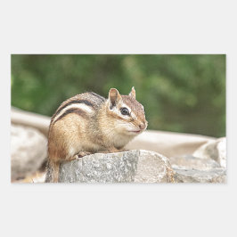 Pegatina Rectangular Chipmunk en una roca