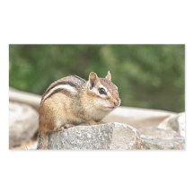 Chipmunk en una roca