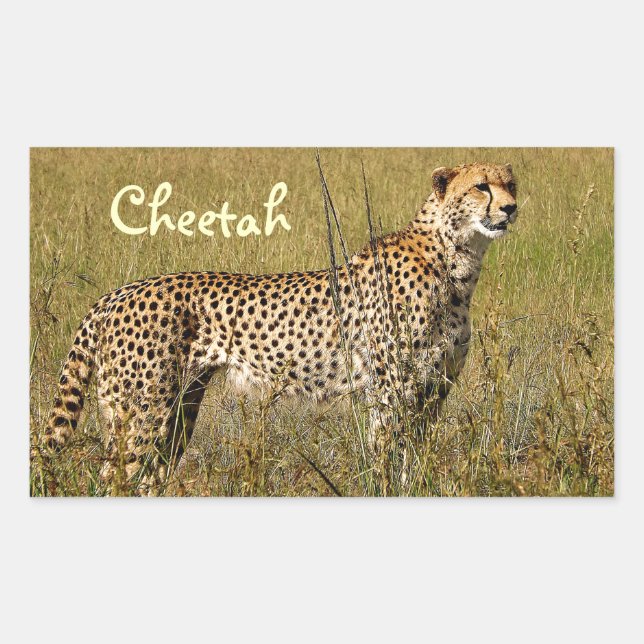 Pegatina Rectangular Chita africana salvaje en hierbas de Savannah (Anverso)