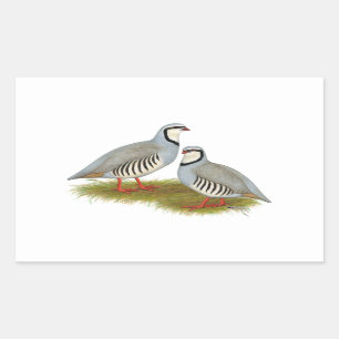 Pegatina Rectangular Chukar Partridge Pair