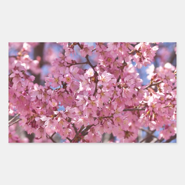 Pegatina Rectangular Cielo de Flor de Cerezo Rosa Sakura (Anverso)