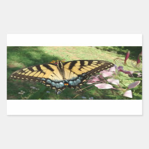 Pegatina Rectangular Cierre de Tiger Swallowtail junto a Cleome Recta