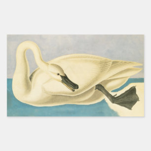 Pegatina Rectangular Cisne trompetero por John James Audubon, ave vinta