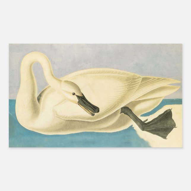 Pegatina Rectangular Cisne trompetero por John James Audubon, ave vinta (Anverso)
