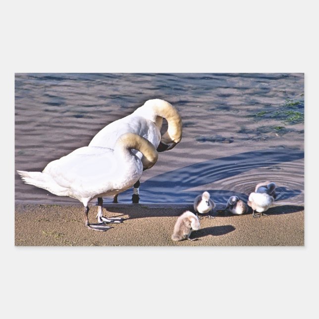 PEGATINA RECTANGULAR CISNES (Anverso)