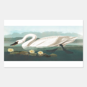 Pegatina Rectangular cisnes de agua blanca de cisne audubon